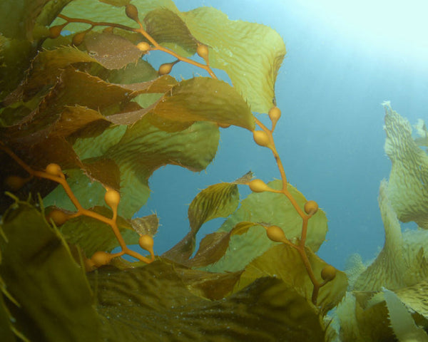 The Magic of Undaria Seaweed